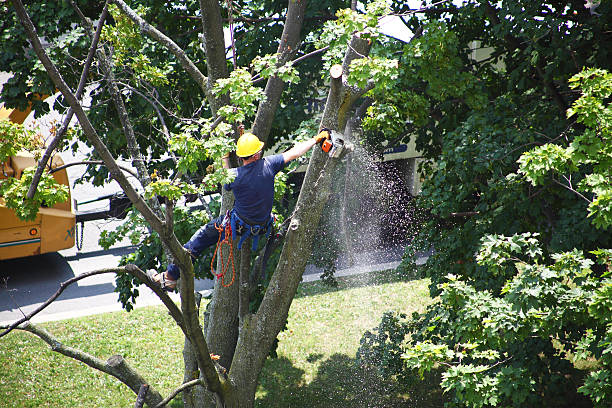 Best Tree Health Inspection  in Tilton Northfield, NH